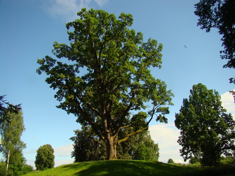 culture 2013 02 2013 geyschtenko mih8